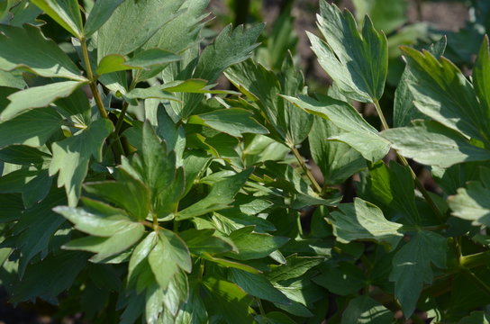 Lubczyk ogrodowy świeży wiosną w glebie, Levisticum officinale