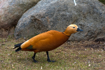 Ruddy shelduck - Tadorna ferruginea
