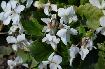 Białe fiołki kwitnące, Viola alba - obrazy, fototapety, plakaty
