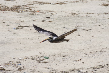 bird, beach, sea, seagull, water, gull, nature, ocean, sand, animal, birds, wildlife, coast, beak, pelican, waves, flying, shore, seagulls, feather, white, wild, gulls