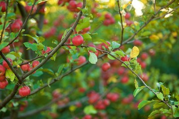 Apple tree with red apples