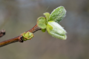 Nłode liście pigwy pospolitej wczesną wiosną, Cydonia oblonga