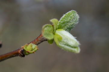 Młode liście pigwy pospolitej wczesną wiosną, Cydonia oblonga