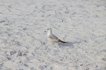 Seagull Clearwater Beach Florida