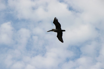 Seagull Clearwater Beach Florida