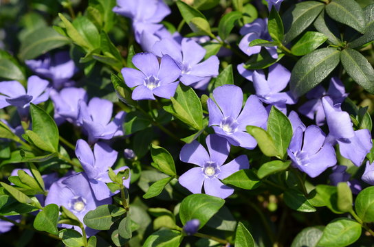 Barwinek pospolity,nienieskie kwiaty, Vinca minor
