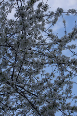 Low angle view of blossom against clear blue sky