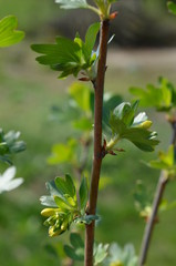 Porzeczka złota, Ribes aureum, podkładka pod krzew agrestu, młody pęd wiosną