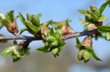 Peki liściowe na gałązce wiśni, wiosna, Cerasus