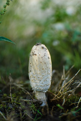 White coprinus mushrooms on the ground. Three white oval-shaped coprinus mushrooms closeup