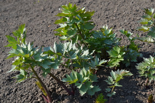 Lubczyk ogrodowy świeży wiosną w glebie, Levisticum officinale