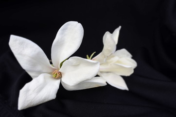 белая лилия 