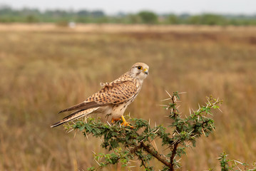 A common Kestrel female perched on a shrub inside the grasslands of Hesarghata in the outskirts of Bangalore