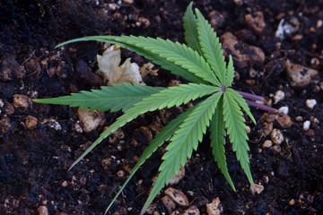 Cannabis Leaf Double