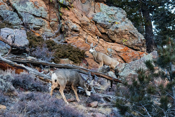 Mule deer bucks grazing, Rocky Moutains National Park, Colorado, USA