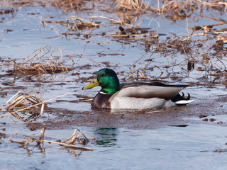 Mallard Duck Drake