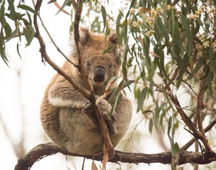 Koala on Tree