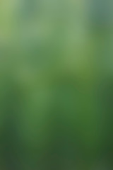 Abstract green blurred background. Colorful gradient defocused backdrop. Blur abstract background. Gradient surface