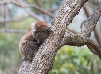 Koala on Tree