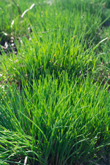 Green grass background texture