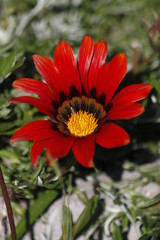 flower, nature, purple, garden, flowers, plant, pink, violet, summer, petal, yellow, spring, daisy, aster, flora, bloom, macro, beauty, green, blossom, petals, floral, chrysanthemum, leaf, red, palm, 