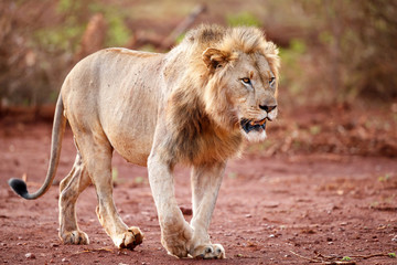 Male lion in the early morning in Zimanga Game Reserve in the Mkuze Region in Kwa Zulu Natal in South Africa