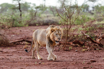 Male lion in the early morning in Zimanga Game Reserve in the Mkuze Region in Kwa Zulu Natal in South Africa