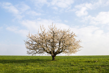 Fototapeta na wymiar A single blooming cherry tree in the soft morning sun shines against blue sky