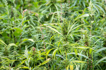 cannabis industrial field for medical usage