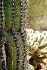 close up of cactus needles
