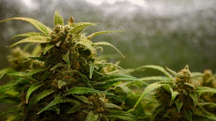 New England Pineapple lemon auto 