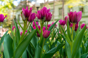 large purple tulip flowers, type of flowers Tulipa