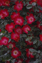 flower, garden, flowers, red, plant, wall, green, house, nature, window, rose, fence, summer, pink, color, bush, blossom, bloom, ivy, old, roses, geranium, autumn, spring, white
