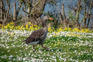 Greylag goose (anser anser) walking amongst spring time daisy wild flowers