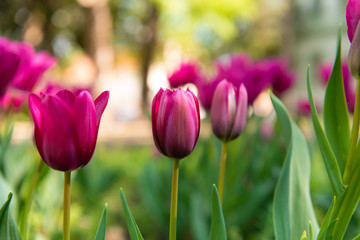 Obraz premium duże fioletowe kwiaty tulipanów, rodzaj kwiatów Tulipa