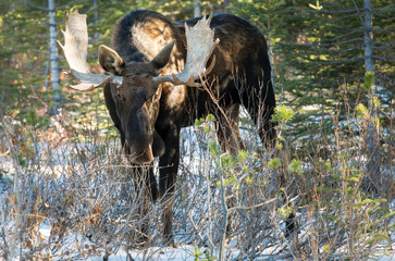 Bull moose in the early winter