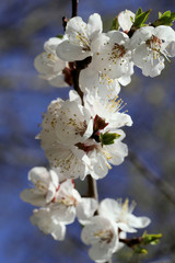 Flowering apricot tree branch on bokeh background. Cut off picture, vertical, place for text. Concept of nature awakening and spring.
