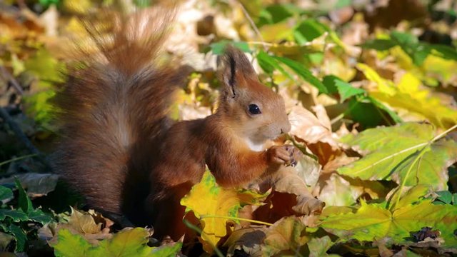 Red Squirrel eating nuts among the fallen leaves in autumn forest