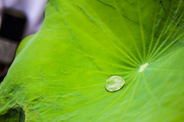Gota de agua sobre nenúfar.