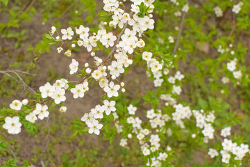 branch with white flowers in spring on a green background