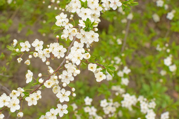 branch with white flowers in spring on a green background