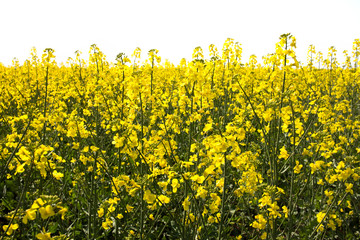 Rape. Yellow flowers bloom in the fields on a clear sunny day.