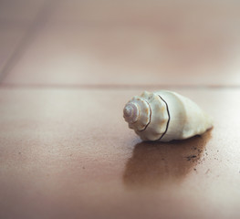 Primer plano de caracola de mar sobre suelo