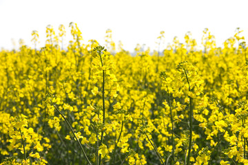 Rape. Yellow flowers bloom in the fields on a clear sunny day.