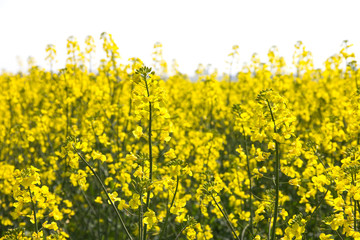 Obraz premium Rape. Yellow flowers bloom in the fields on a clear sunny day.
