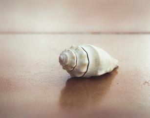 Primer plano de caracola de mar sobre suelo