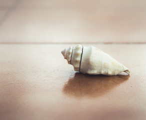 Primer plano de caracola de mar sobre suelo
