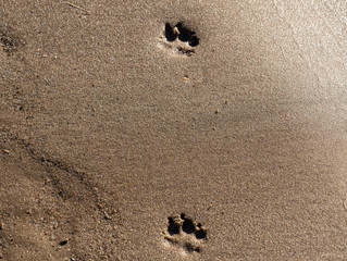 Fototapeta na wymiar Traces of a dog on the wet sand, top view.