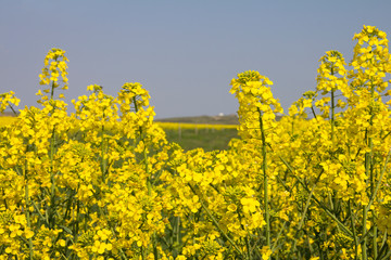 Rape. Yellow flowers bloom in the fields on a clear sunny day.