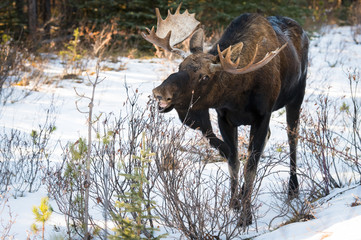 Bull moose in the early winter